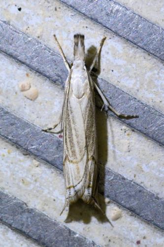Réf. 326 334 : Metacrambus carectellus